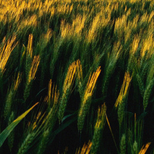 Fields of Summer cover
