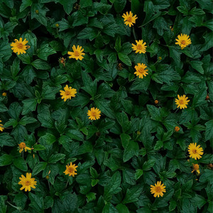 Meadow cover