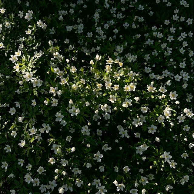 Spring Reflection cover