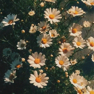 Summer Aesthetic cover