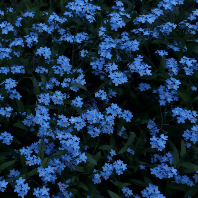 Little Flowers cover